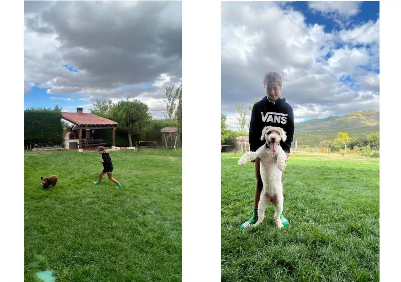 perros de casa